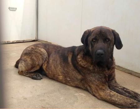 Imagen La Diputación de Segovia rescata y facilita la adopción de dieciséis perros abandonados en la provincia a lo largo del 2020