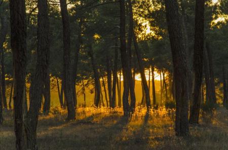 Imagen Atardecer en el pinar